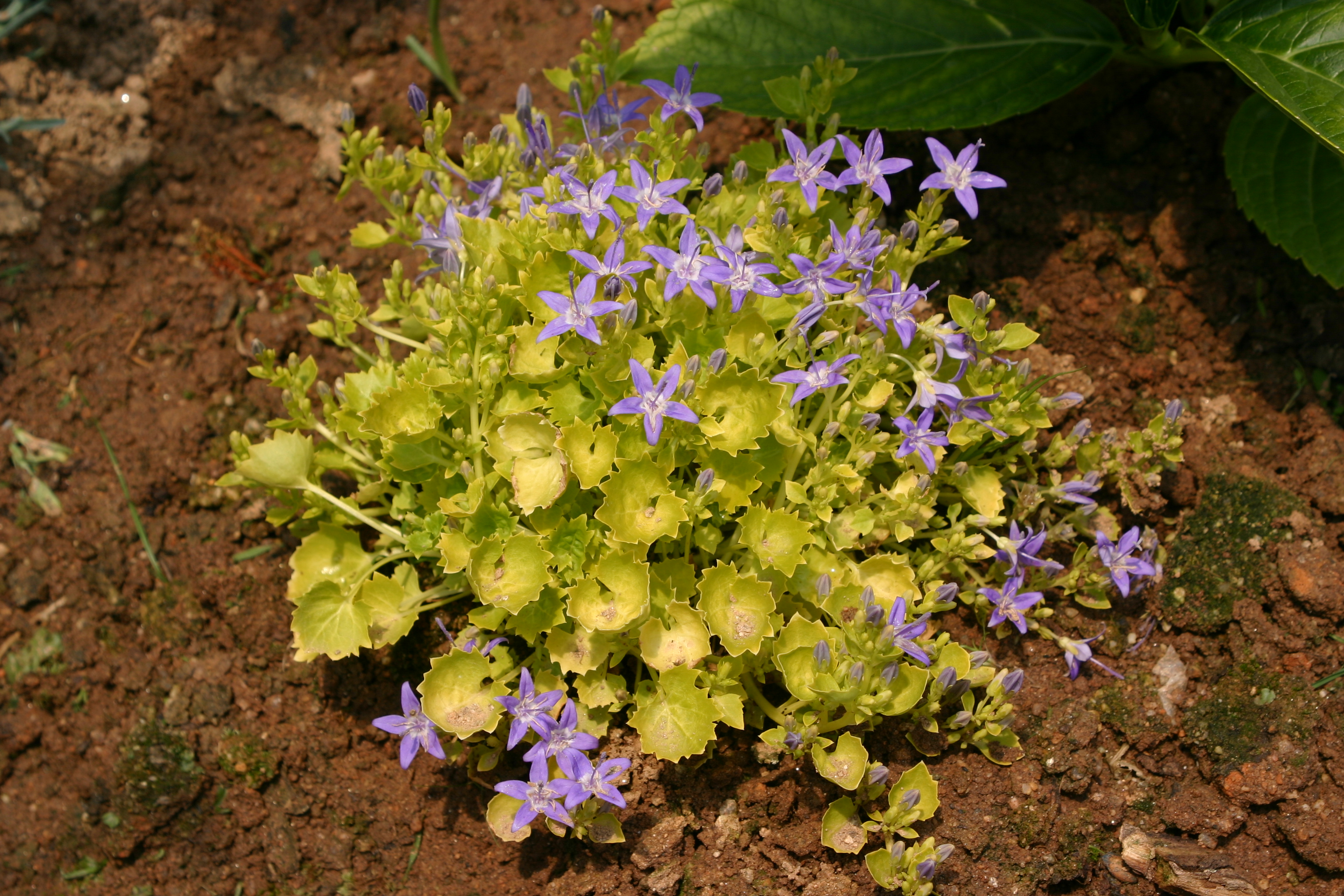 Campanula garganica 'Dickson Gold'